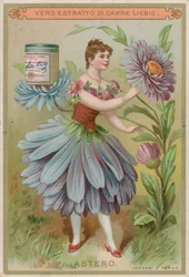 Aster Bloemenmeisje