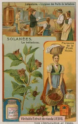 Atropa Belladonna of Nachtschade