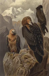 Lammergier