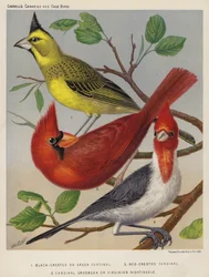 Zwartkuif of groene kardinaal, roodkuifkardinaal, kardinaalgrosbeak of Virginische nachtegaal