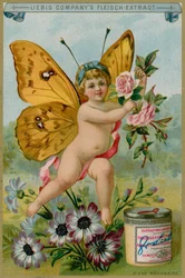 Vlinder Cherub met Madeliefjes