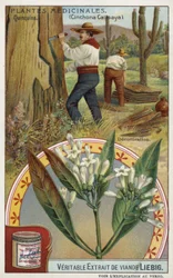 Cinchona: schors verwijderen