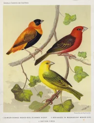 Karmozijngekroonde Wevervogel of Oranje Bisschop, Roodkop of Madagaskar Wevervogel, Saffraanvink