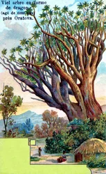 Drakenboom in Orotava, Tenerife