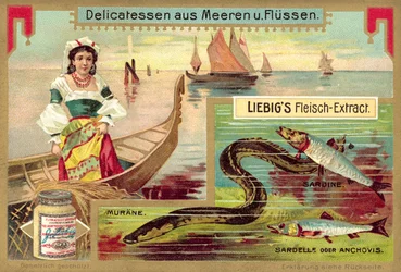 Paling, sardine en ansjovis