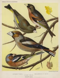 Groenling, Bergvink, Appelvink, Vink