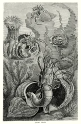 Heremietkreeften (gravure)