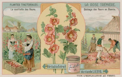 Stokrozen verzameld in Bosnië