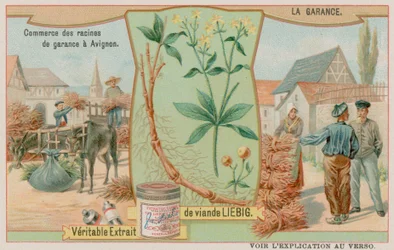 Meekrap of Rubia en de verkoop van de wortel