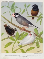Magafinch of witkopnon, zwartkopvink of non, Javaanse mus, witte variëteit