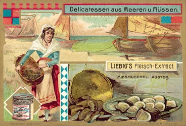 Mosselen en oesters