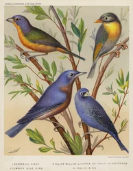 Nonpareil Vink, Geelbuik Liothrix of Pekin Nachtegaal, Gewone Blauwe Vogel, Indigo Vogel