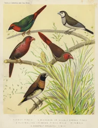 Papegaaivink, Bichenos of dubbelbandvink, Australische karmozijnvink, mannetje, vrouwtje, kastanjeborstvink
