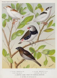 Bonte Mannikin, Bruin en Wit, Kastanje en Wit, Gevlekte Zijdevink of Diamantmus, Nootmuskaat of Specerijvogel