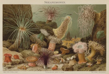 Zeeanemonen