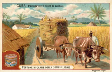 Suikerrietplantage, Cuba