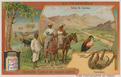 De vallei van Caracas met een toekan en een luiaard en stammen uit de vlakten