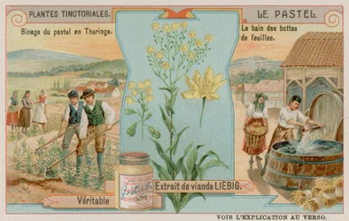 Wede en een oogst in Thüringen in Duitsland