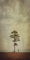 Veld met eenzame bomen