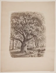 Bosinterieur met een stroompje en een hert