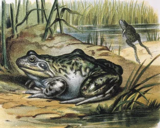 Stierkikker. Ranidae amfibie. Gravure naar een schilderij van F.Padro. Gravure.