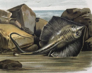 Gewone pijlstaartrog (Trygon pastinaca)