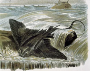 Adelaarsrog (Myliobatis aquila) Gravure naar een tekening van F. Padró. Gravure