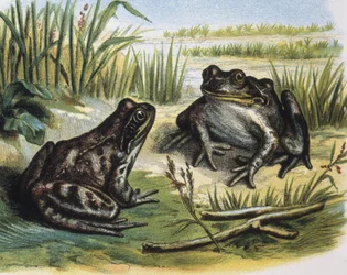 Europese gewone kikker. Amfibieën. Gravure naar een tekening van F. Padro.