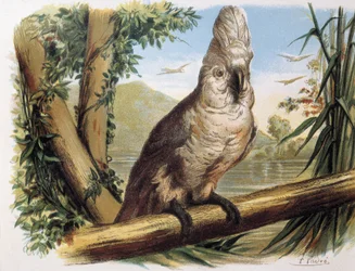 Witte Kakatoe. Gravure naar een tekening van F. Padró.