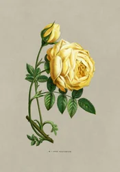 Zwoele roos