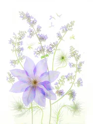 Tere lavendelbloesems