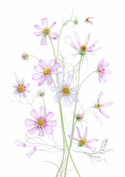 Etherische roze cosmos
