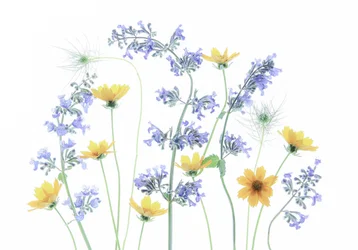 Bloemen van een wilde weide