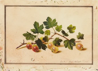 Kruisbessen, 1818