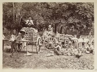 Oogsten van ananassen op karren laden, Birma, Elgin Collectie: 