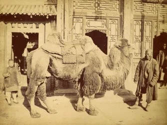 Bactrische kameel met begeleider, ca. 1860