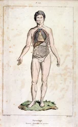 Anatomische illustratie door F. E. Guerin. Uit Dictionnaire pittoresque d