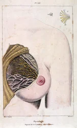 Anatomische illustratie door F. E. Guerin. Uit Dictionnaire pittoresque d