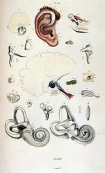 Anatomische illustratie door F. E. Guerin. Uit Dictionnaire pittoresque d