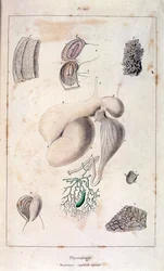 Anatomische illustratie door F. E. Guerin. Uit Dictionnaire pittoresque d