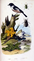 Botanische en zoölogische illustratie door F. E. Guerin. Uit Dictionnaire pittoresque d