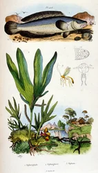 Botanische en zoölogische illustratie door F. E. Guerin. Uit Dictionnaire pittoresque d