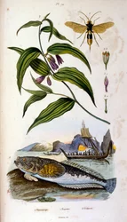 Botanische en zoölogische illustratie door F. E. Guerin. Uit Dictionnaire pittoresque d