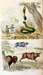 Botanische en zoölogische illustratie door F. E. Guerin. Uit Dictionnaire pittoresque d