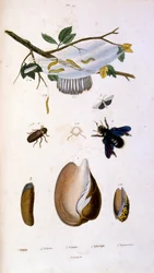 Botanische en zoölogische illustratie door F. E. Guerin. Uit Dictionnaire pittoresque d