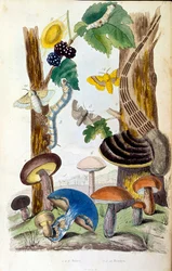 Botanische en zoölogische illustratie door F. E. Guerin. Uit Dictionnaire pittoresque d