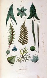 Botanische en zoölogische illustratie door F. E. Guerin. Uit Dictionnaire pittoresque d