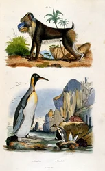 Botanische en zoölogische illustratie door F. E. Guerin. Uit Dictionnaire pittoresque d