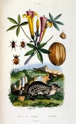 Botanische en zoölogische illustratie door F. E. Guerin. Uit Dictionnaire pittoresque d