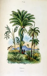 Botanische en zoölogische illustratie door F. E. Guerin. Uit Dictionnaire pittoresque d